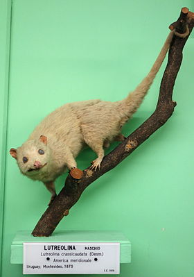 Exposição no Museo Civico di Storia Naturale di Genova, Via Brigata Liguria, 9, 16121, Gênova, Itália. A fotografia era permitida no museu sem restrições