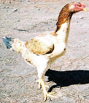 Malaie (Huhn)