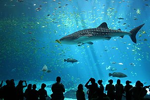 Un requin-baleine à l'aquarium de Géorgie. (définition réelle 3 456 × 2 304)