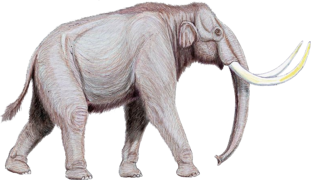 Mammouth des steppes (Mammuthus trogontherii)