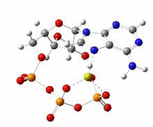 This image shows a 360-degree rotation of a single, gas-phase magnesium-ATP chelate with a charge of -2. The anion was optimized at the UB3LYP/6-311++G(d,p) theoretical level and the atomic connectivity modified by the human optimizer to reflect the probable electronic structure. MgATP2-small.gif