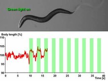 File:Microbial-Light-Activatable-Proton-Pumps-as-Neuronal-Inhibitors-to-Functionally-Dissect-Neuronal-pone.0040937.s007.ogv