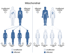 Unaffected mother and affected father leads to all unaffected children, affected mother and unaffected father leads to all affected children