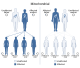 Mitochondrial inheritance.svg