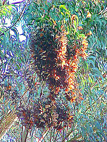 Cluster of monarch butterflies. Monarch butterflies migrate to Santa Cruz, California, where they overwinter Monarch flock.jpg