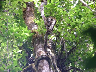 Mid-height view of arboreal habitat in Andasibe-Mantadia National Park