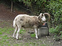 Mouflon Sheep