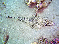 Cociella crocodilus