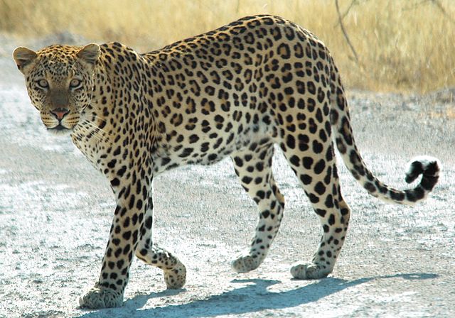 Panthera pardus pardus, Etosha National Park, Namibia ©2006 Patrick Giraud