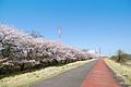 桜が満開時の当地 石田大橋付近から約1キロ程続いている