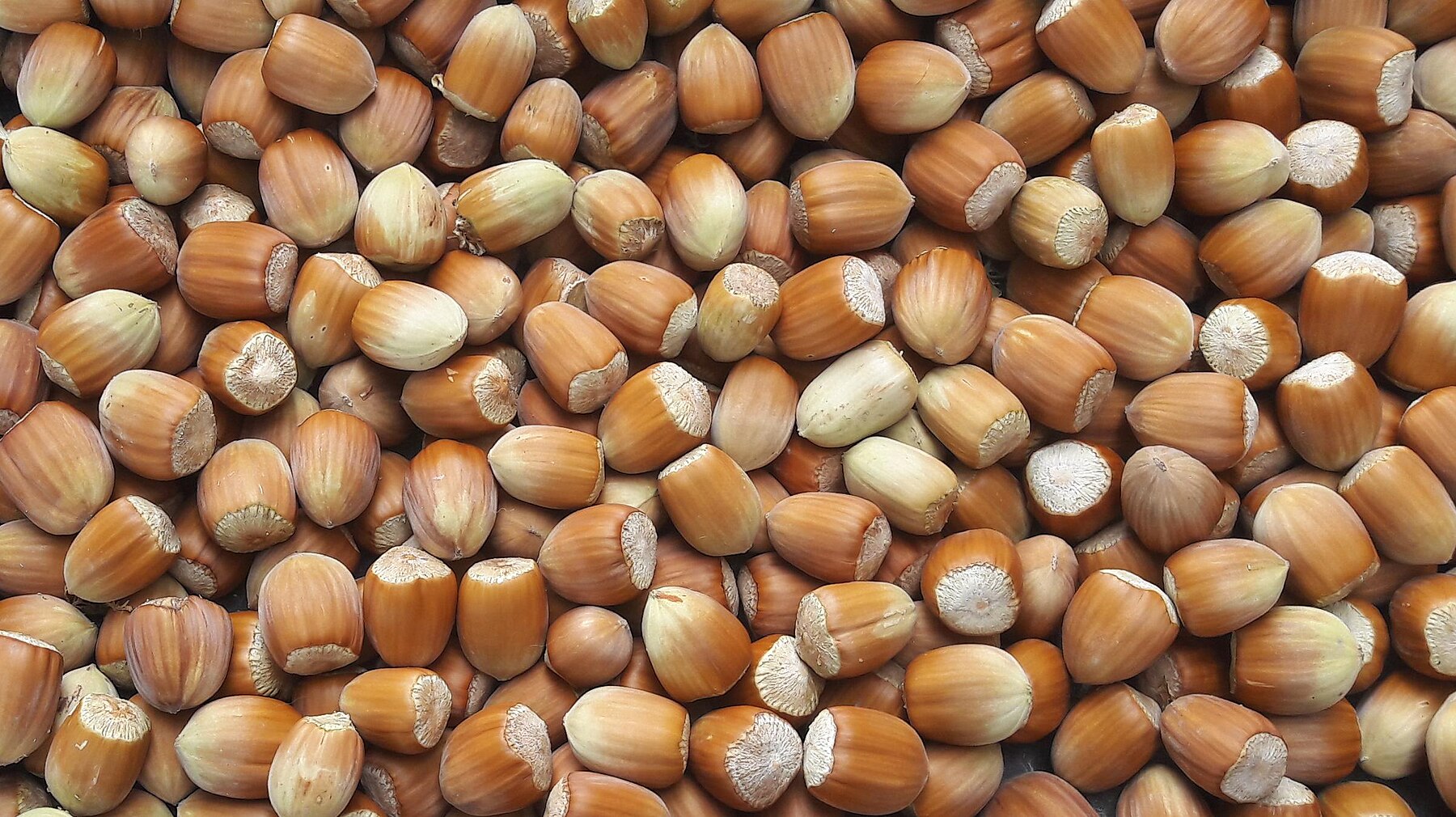 Hazelnuts.