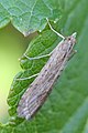 Nomophila noctuella Luipaardlichtmot