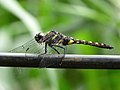 Onychothemis testacea 2 by kadavoor