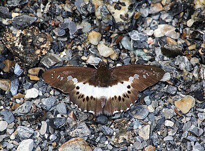 Dorsal view