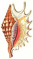 Ilustração da concha de O. digitata retratando o seu tipo nomenclatural; retirada da obra de George Perryː Conchology, or the Natural History of Shells.