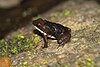 Common rocket frog with tadpoles