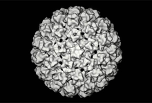 Bovinní papilomavirus (3D rekonstrukce)