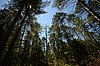 Papoose Creek Pines.jpg