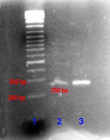 An agarose gel of a PCR product compared to a DNA ladder. Pcr gel.png