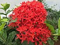 Ixora coccinea