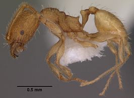 Pheidole furtiva