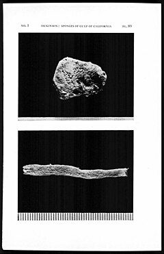 Description de l'image Plate 89 (Dickinson, 1945).jpg.