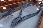 Miniatura para Pliosaurus