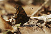 Polygonia c-album