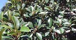 Ficus rubiginosa