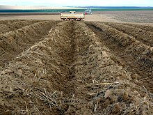 University Of Idaho Seedling Program