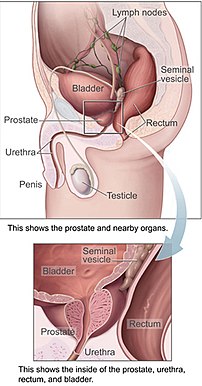 Prostate and bladder, sagittal section.