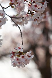 王桜