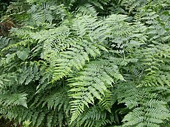 Pteridium aquilinum subsp. aquilinum