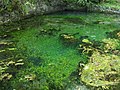 Platz 5: Klausrohwer - Quelltopf des Flusses Lauter im Naturschutzgebiet „Kleines Lautertal“ in Blaustein. - Die Objektstruktur ist klar erkennbar. Die Bildkomposition führt den Blick gleich an die tiefste Stelle des transparent erkennbaren Wassers. Die gesamthafte Darstellung ist technisch und enzyklopädisch gut gelungen.