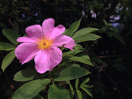 Rosa palustris