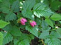 Rubus spectablilis