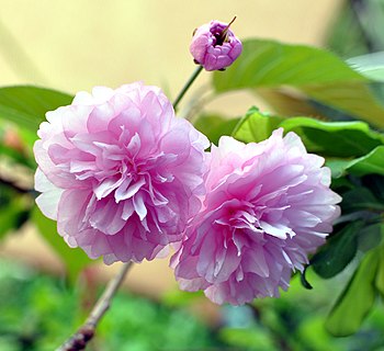 Kembangan bunga sakura pada pokok sakura bonsai yang berumur 15 tahun