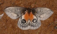 Description de l'image Saturniid Moth (Automeris niepelti) (25841681278).jpg.