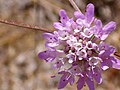 Scabiosa turolensis subsp. turolensis Inflorescence Closeup 12July2009 ParqueNaturalLagunasdelaMata.jpg