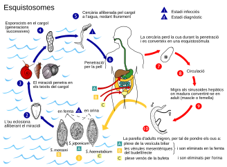 Cicle vital del Schistosoma