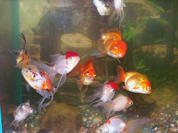 Category:Goldfish images (Original text : 'A S...