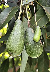A seedless avocado, or cuke, growing next to two regular Ettinger avocados Seedless Avocado in Mexico.jpg