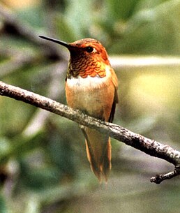 Колібрі-крихітка вогнистий (Selasphorus rufus)