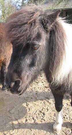 Deutsches reitpony lebenserwartung Rasseportrait DR