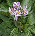 Miniatura para Solanum muricatum