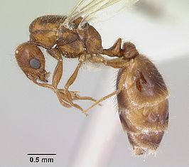 Solenopsis globularia