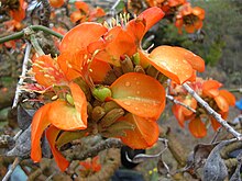 Starr 050721-7264 Erythrina sandwicensis.jpg