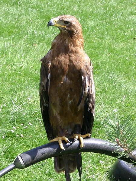 450px Steppenadler