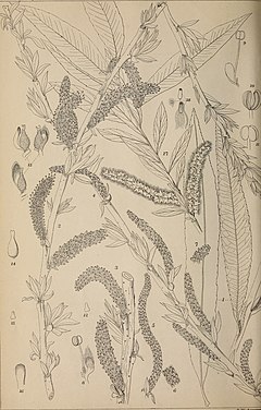 Description de l'image The botanical magazine = Shokubutsugaku zasshi (1896) (20401207025).jpg.