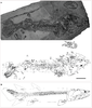 Fossils and interpretive skeletal reconstruction of File:Tinirau clackae.png